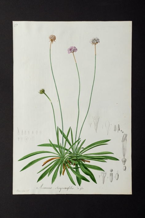 Armeria scorzoneraefolia @ Université de Montpellier - Yannick Fourié