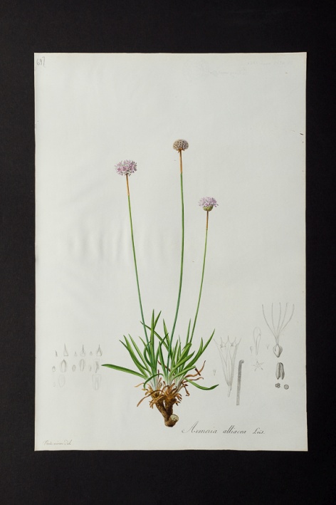 Armeria alliacea @ Université de Montpellier - Yannick Fourié