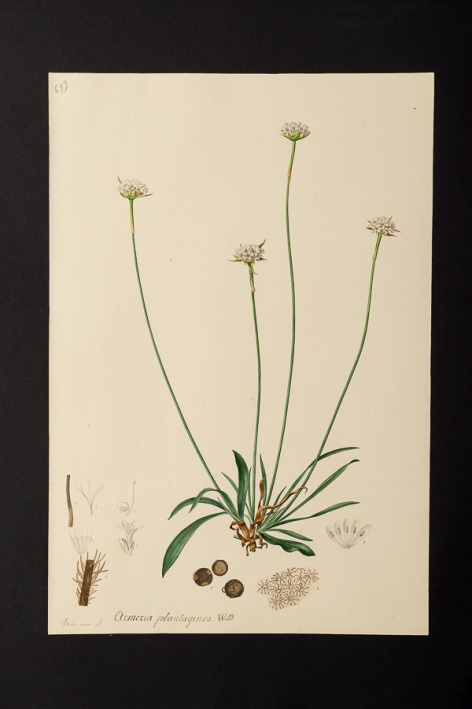 Armeria plantaginea @ Université de Montpellier - Yannick Fourié