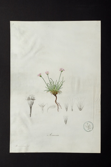 Armeria sp. @ Université de Montpellier - Yannick Fourié