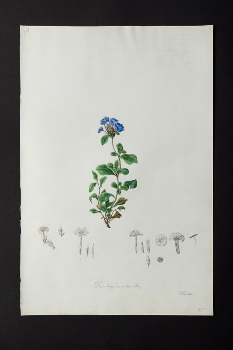 Plumbago larpentae @ Université de Montpellier - Yannick Fourié