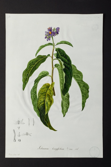 Solanum longifolium @ Université de Montpellier - Yannick Fourié