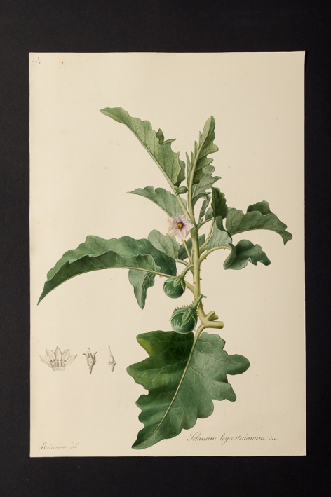 Solanum leycesterianum @ Université de Montpellier - Yannick Fourié