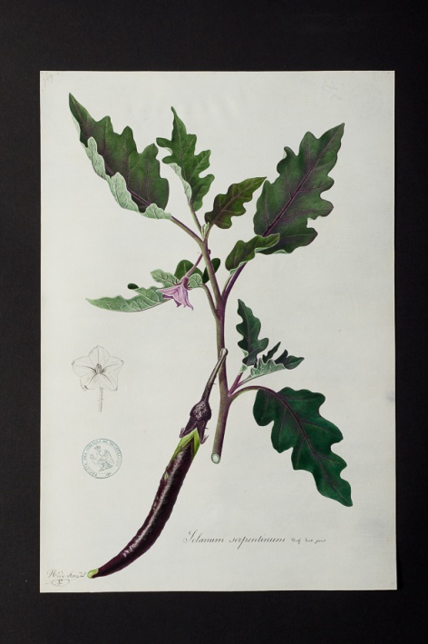 Solanum serpentinum @ Université de Montpellier - Yannick Fourié