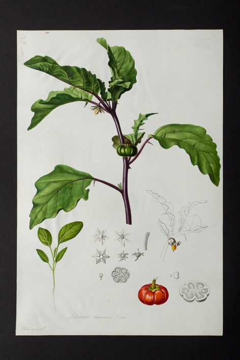 Solanum texanum @ Université de Montpellier - Yannick Fourié