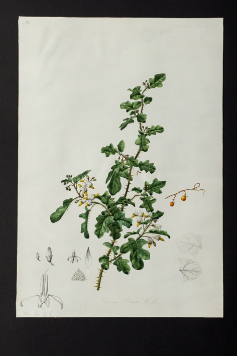 Solanum brucei @ Université de Montpellier - Yannick Fourié