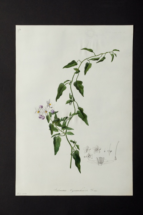 Solanum cynanchoides @ Université de Montpellier - Yannick Fourié