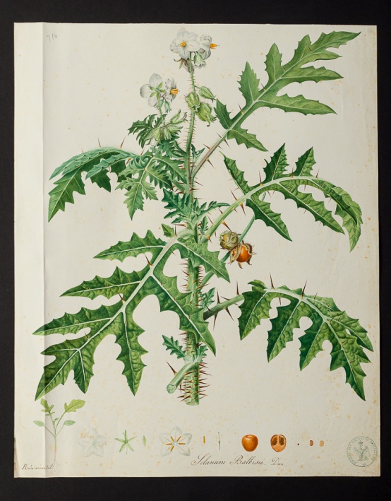 Solanum balbisii @ Université de Montpellier - Yannick Fourié