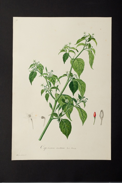 Capsicum erectum @ Université de Montpellier - Yannick Fourié