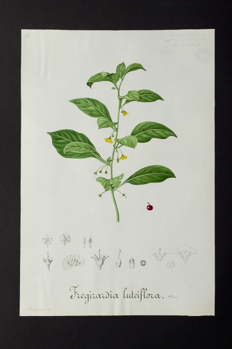 Fregirardia luteiflora @ Université de Montpellier - Yannick Fourié