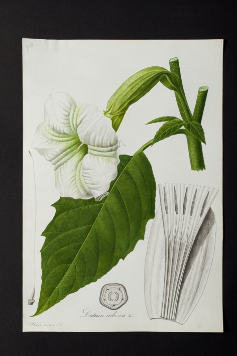 Datura arborea @ Université de Montpellier - Yannick Fourié