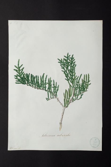 Salicornia arbuscula @ Université de Montpellier - Yannick Fourié