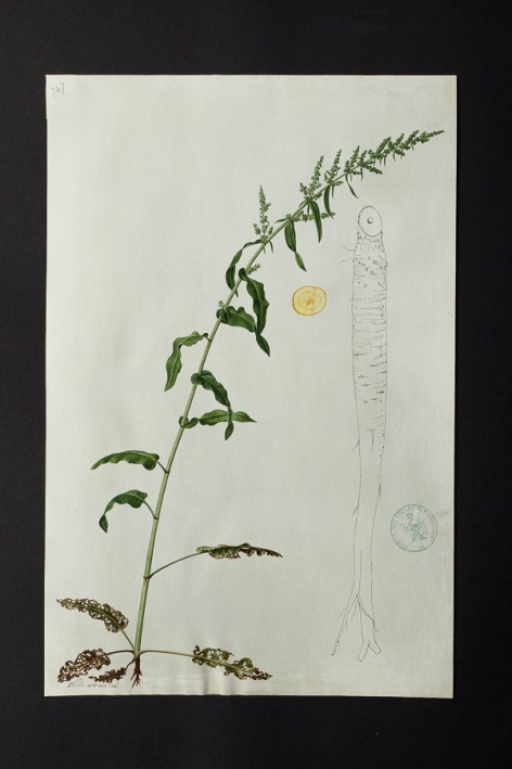 [Rumex sp.] @ Université de Montpellier - Yannick Fourié