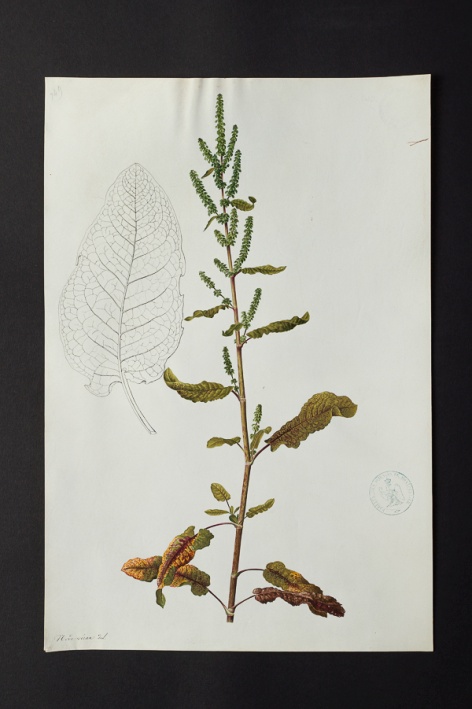 [Rumex sp.] @ Université de Montpellier - Yannick Fourié