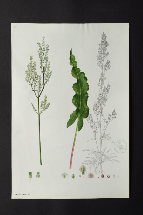 [Rumex sp.] @ Université de Montpellier - Yannick Fourié