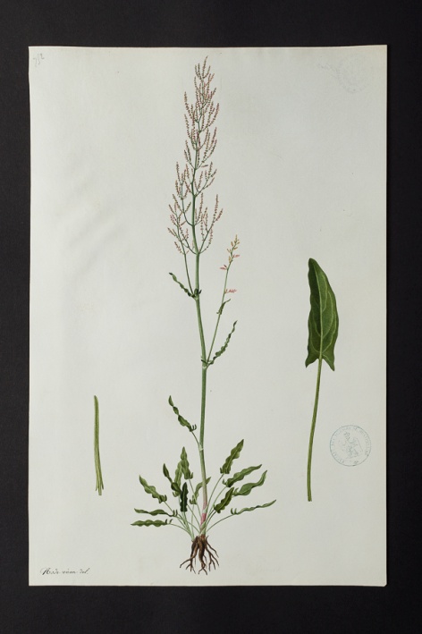 [Rumex sp.] @ Université de Montpellier - Yannick Fourié