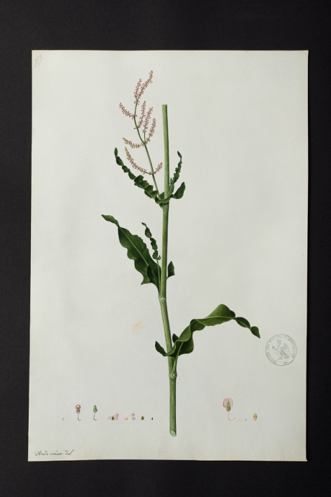 [Rumex sp.] @ Université de Montpellier - Yannick Fourié