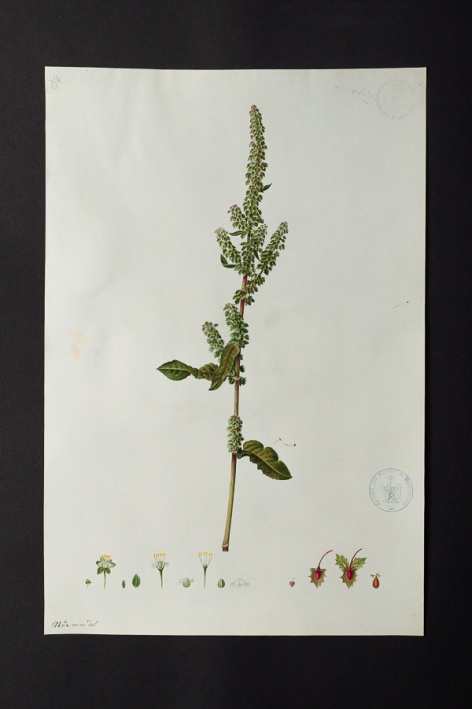 [Rumex sp.] @ Université de Montpellier - Yannick Fourié