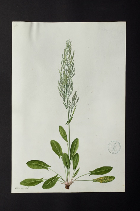 [Rumex sp.] @ Université de Montpellier - Yannick Fourié