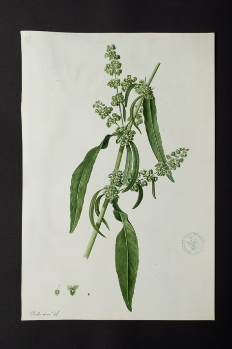 [Rumex sp.] @ Université de Montpellier - Yannick Fourié