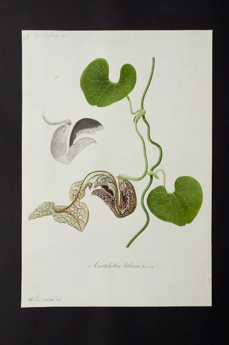 Aristolochia labiosa @ Université de Montpellier - Yannick Fourié