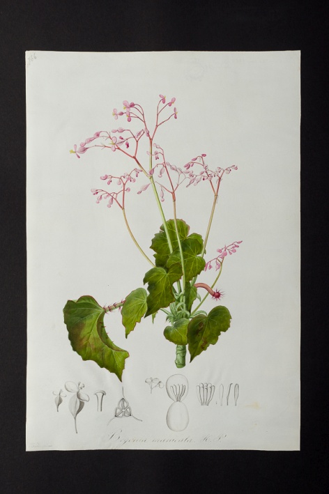 Begonia manicata @ Université de Montpellier - Yannick Fourié