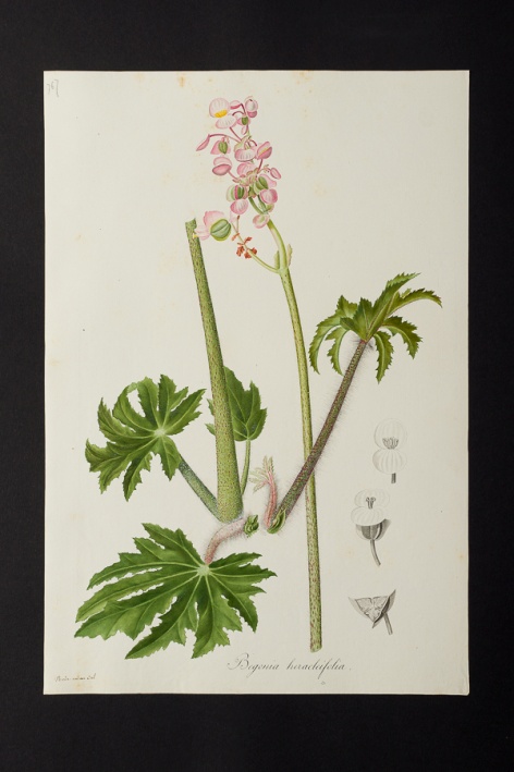 Begonia heracleifolia @ Université de Montpellier - Yannick Fourié