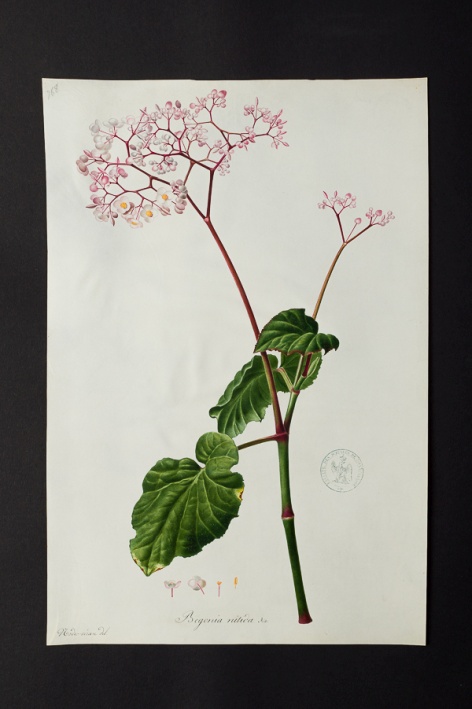 Begonia nitida @ Université de Montpellier - Yannick Fourié