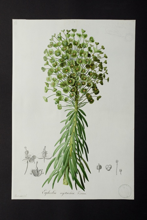 Euphorbia erystachia @ Université de Montpellier - Yannick Fourié