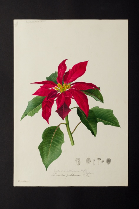 Poinsettia pulcherrima @ Université de Montpellier - Yannick Fourié