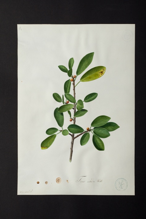 Ficus nitida @ Université de Montpellier - Yannick Fourié