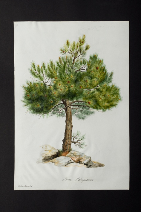 Pinus salzmannii @ Université de Montpellier - Yannick Fourié