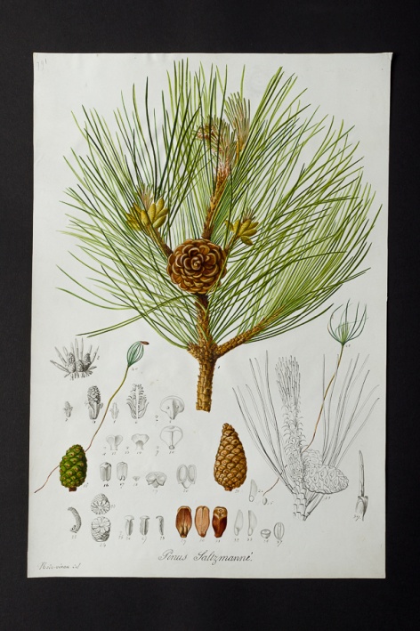 Pinus salzmannii @ Université de Montpellier - Yannick Fourié