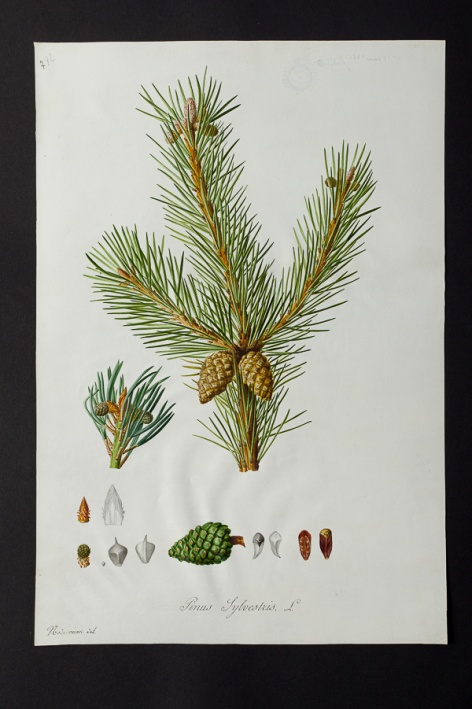 Pinus sylvestris @ Université de Montpellier - Yannick Fourié