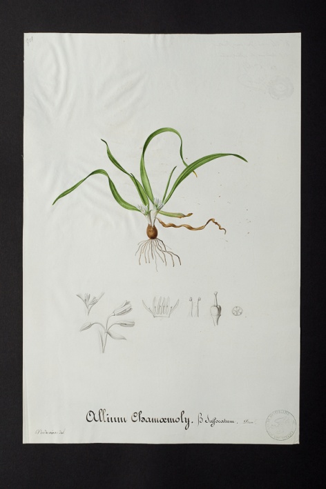 Allium chamaemoly β suffocatum @ Université de Montpellier - Yannick Fourié