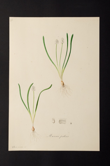 Muscari pallens @ Université de Montpellier - Yannick Fourié