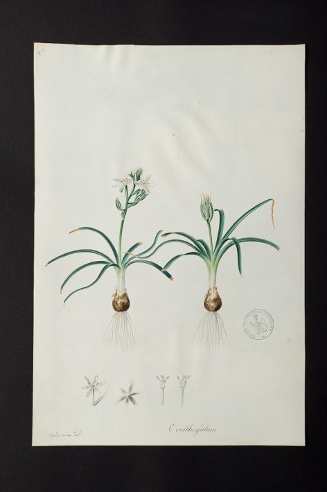 Ornithogalum sp. @ Université de Montpellier - Yannick Fourié