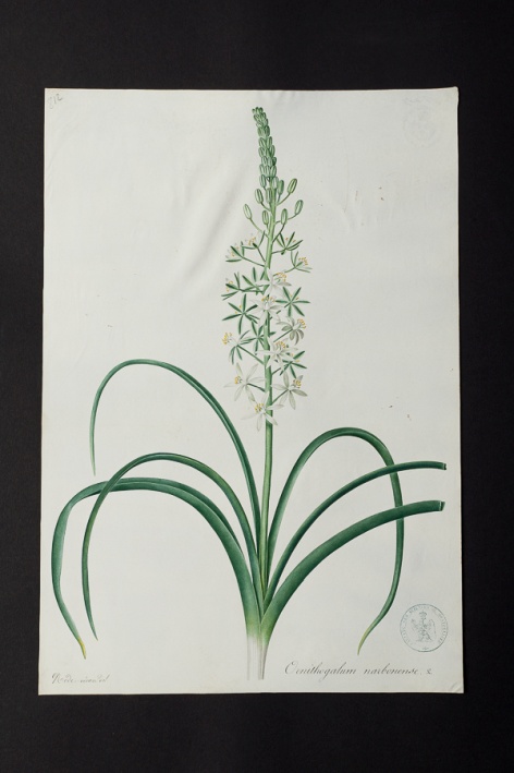 Ornithogalum narbonense @ Université de Montpellier - Yannick Fourié