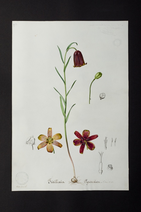 Fritillaria pyrenaica @ Université de Montpellier - Yannick Fourié