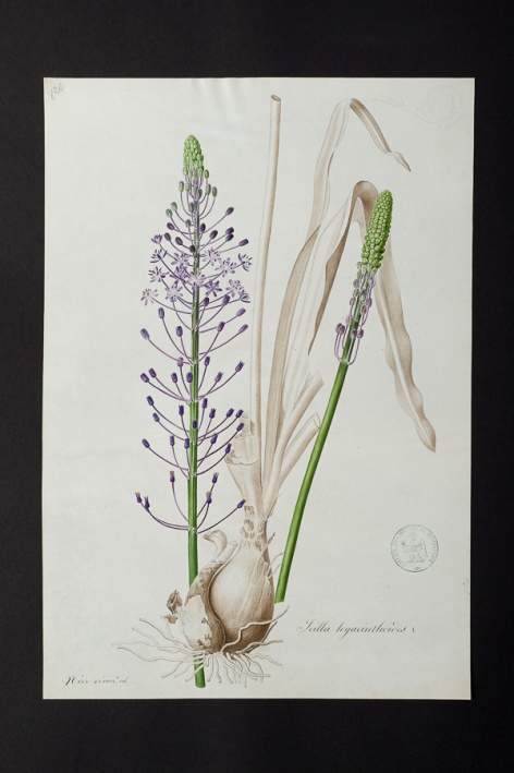 Scilla hyacinthoides @ Université de Montpellier - Yannick Fourié