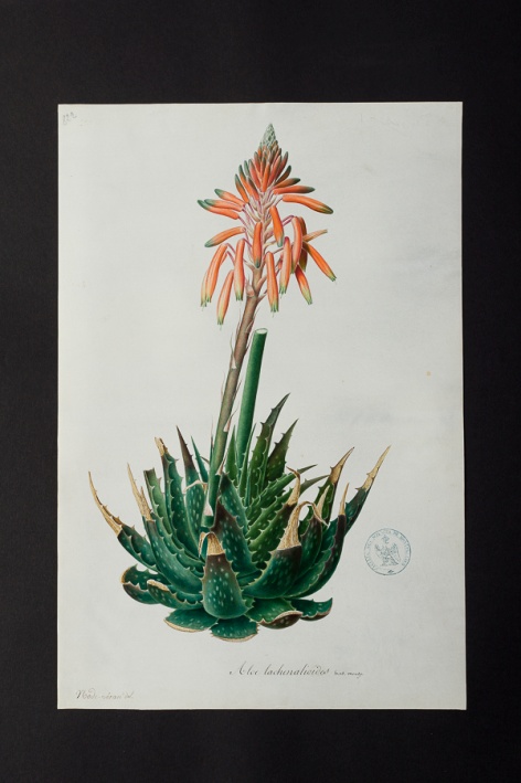 Aloe lachenalioides @ Université de Montpellier - Yannick Fourié