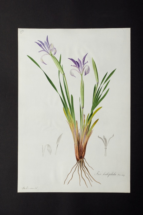 Iris halophila @ Université de Montpellier - Yannick Fourié