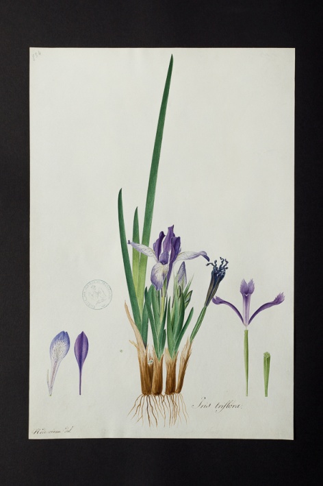 Iris triflora @ Université de Montpellier - Yannick Fourié