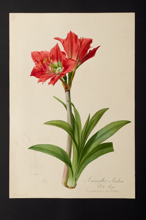 Amaryllis aulica @ Université de Montpellier - Yannick Fourié