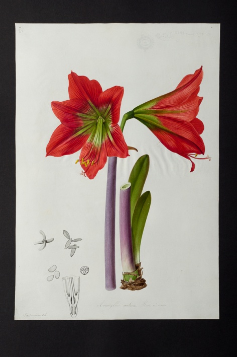 Amaryllis aulica v. conica @ Université de Montpellier - Yannick Fourié