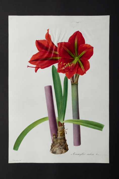 Amaryllis aulica @ Université de Montpellier - Yannick Fourié