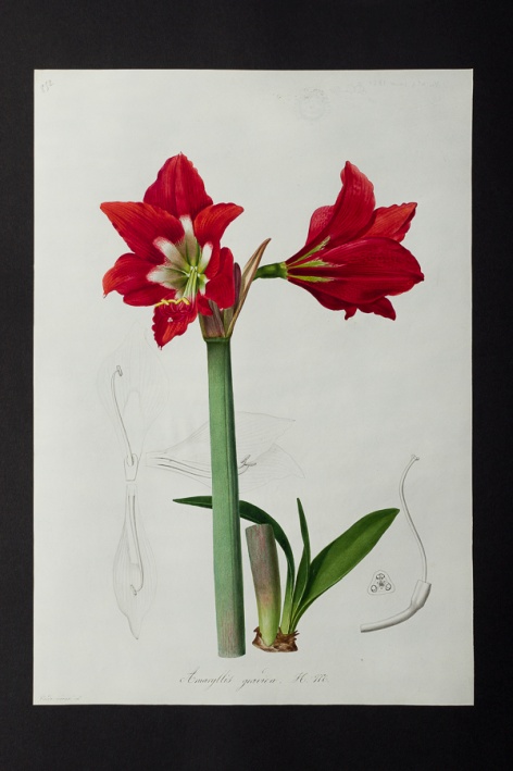 Amaryllis gravida @ Université de Montpellier - Yannick Fourié