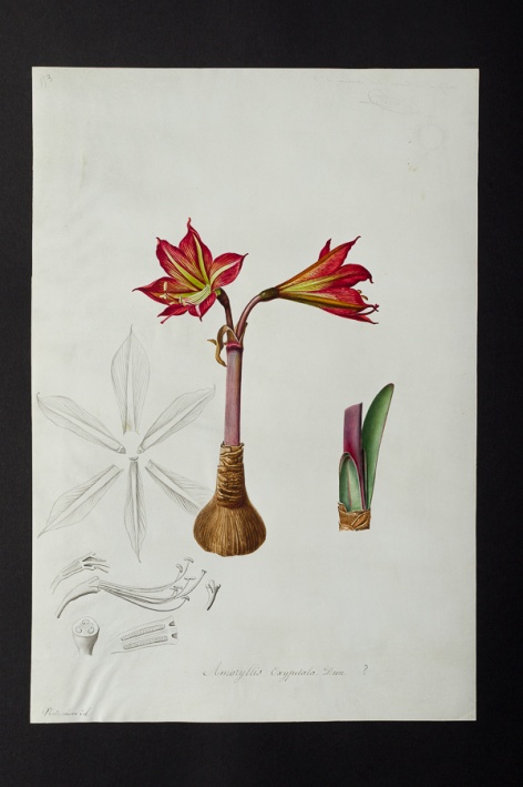 Amaryllis oxypetala @ Université de Montpellier - Yannick Fourié