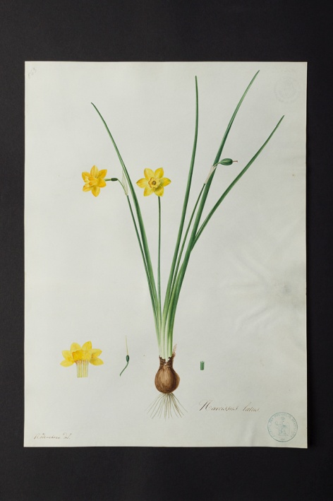 Narcissus laetus @ Université de Montpellier - Yannick Fourié