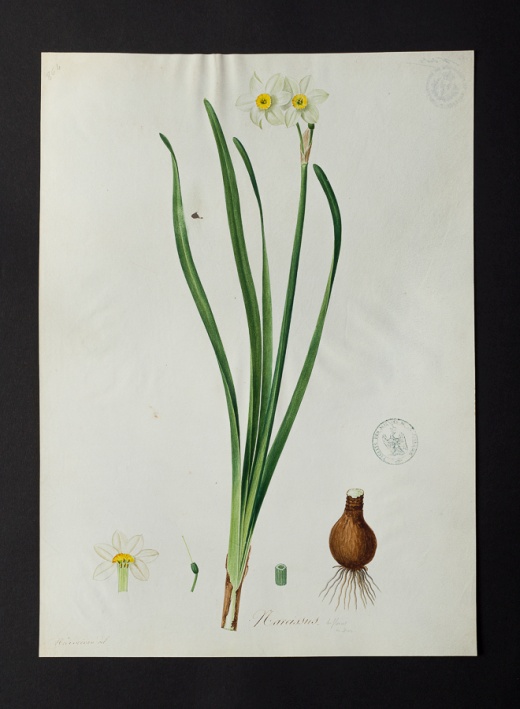 Narcissus sp. @ Université de Montpellier - Yannick Fourié